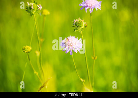 Honigbiene bestäubt Blume. Stockfoto