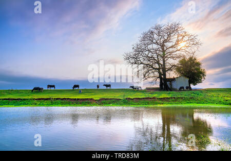 Bombax ceiba Antike und grasenden Büffel Silhouette auf der Böschung in den Sonnenuntergang spiegelt sich auf dem Wasser schön phantasievoll Landschaft Stockfoto