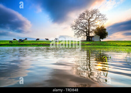 Bombax ceiba Antike und grasenden Büffel Silhouette auf der Böschung in den Sonnenuntergang spiegelt sich auf dem Wasser schön phantasievoll Landschaft Stockfoto