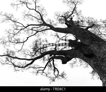 Silhouette Bombax Ceiba im ländlichen Vietnam, so wunderschön und friedlich Stockfoto