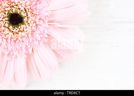 Soft Pink Flower Gerbera daisy auf weißem Hintergrund Stockfoto