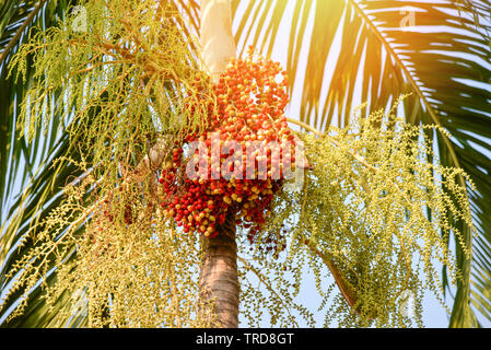 Datum palm Obst - Siegellack Palme auf dem Baum im Garten Stockfoto