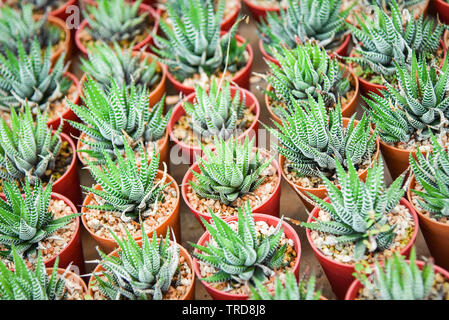 Sukkulenten Pflanzen in Töpfen im Garten Baumschule cactus Agrar Landwirtschaft Gewächshaus Stockfoto