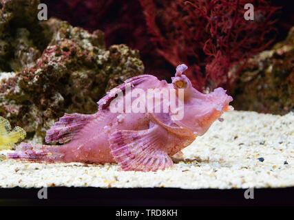 Weedy Drachenköpfe schwimmen Unterwasserwelt unterwasser Ocean/Rhinopias frondosa Leaf scorpion Fisch Stockfoto