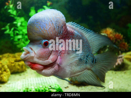 Enrage Fisch cichlid pet Männlich schönen flowerhorn swimming Fish Tank unterwasser Aquarium Stockfoto