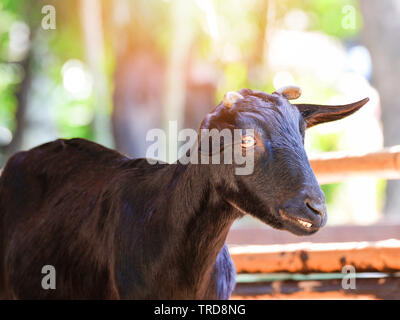 Ziege lustige/schwarze Ziege stehend in der Farm Stockfoto