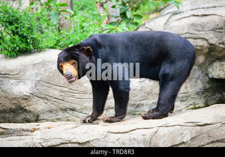 Malayan sun bear Leben in der Nähe der Pool mit Wasser im Nationalpark Stockfoto