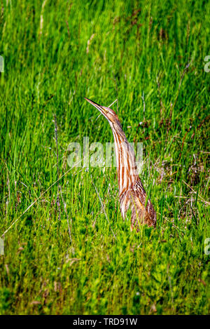 Amerikanische Rohrdommel an Turnbull National Wildlife Refuge Stockfoto