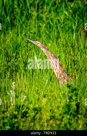 Amerikanische Rohrdommel an Turnbull National Wildlife Refuge Stockfoto