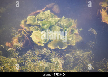 Frisches Wasser Unkraut unterwasser/Pflanzen Wasser Salat in der Natur See Fluss Stockfoto