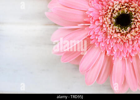 Soft Pink Flower Gerbera daisy auf weißem Hintergrund Stockfoto
