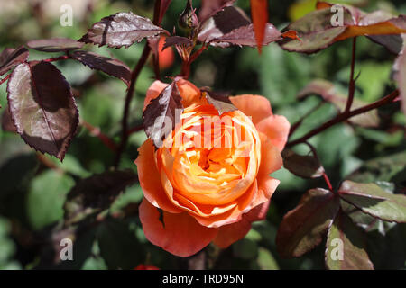 Eine goldene Rose im Rosengarten am Mount Edgcumbe Park Cornwall Sommer 2019 Stockfoto