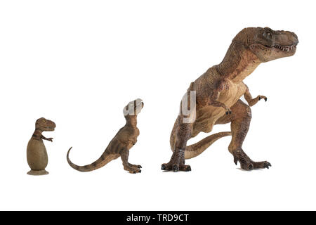 Tyrannosaurus rex Tyrannosaurus rex mit Baby und Kind tyrannosaurus in Ei auf weißem Hintergrund Stockfoto