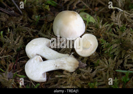 Calocybe gambosa, die gemeinhin als St. George's Pilz bekannt, eine essbare wild mushroom aus Finnland Stockfoto