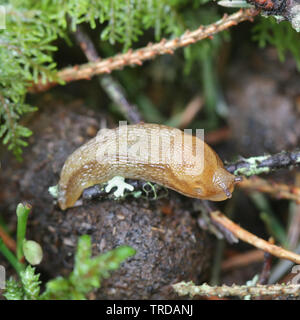 Arion fuscus, bekannt als der Dusky Arion Stockfoto