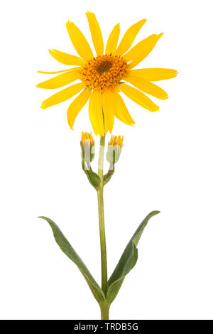 Arnika Blume auf weißem Hintergrund Stockfoto