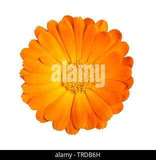 Marigold flower Isolated On White Stockfoto
