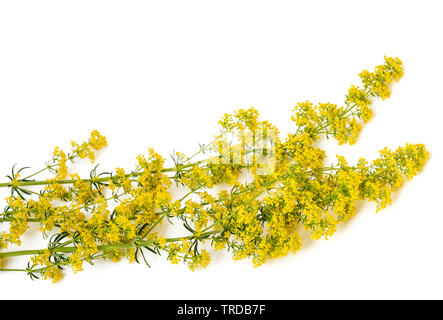 Lady's Labkraut Blumen (Galium Verum) isoliert auf weiss Stockfoto