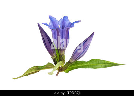 Gentiana Asclepiadea isoliert auf weißem Hintergrund Stockfoto