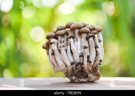 Shimeji Pilz auf Holz- und Natur grüner Hintergrund Stockfoto