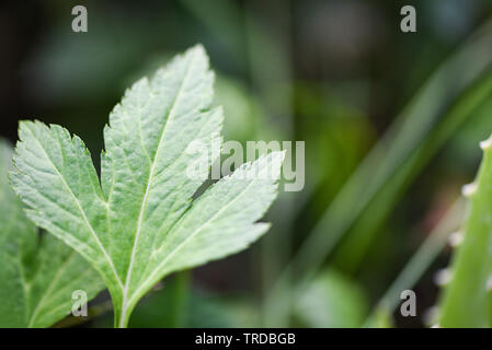 Weiß Beifuß Blätter grün für Kraut pflanzliche Nahrung Natur im Garten/Artemisia lactiflora Stockfoto