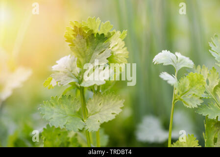 Nahaufnahme von korianderblatt Pflanzen im Topf Plantage Gemüsegarten am Morgen wachsenden Stockfoto