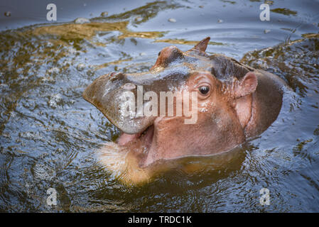 Hippopotamus Afrikanische/Hippo mit offenen im Wasser Stockfoto