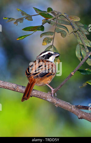 Stripe - vorangegangen Sparrow, Peucaea ruficauda (Peucaea ruficauda, Aimophila ruficauda), Südamerika Stockfoto