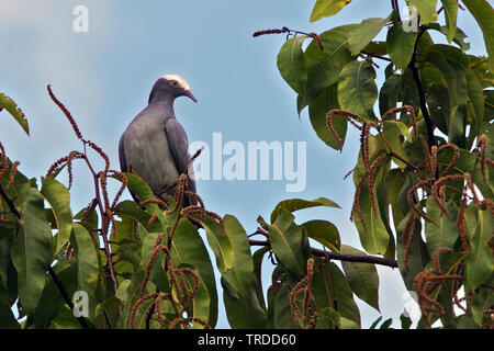 Weiß - gekrönte Taube, (Patagioenas Patagioenas leucocephala leucocephala), Südamerika Stockfoto