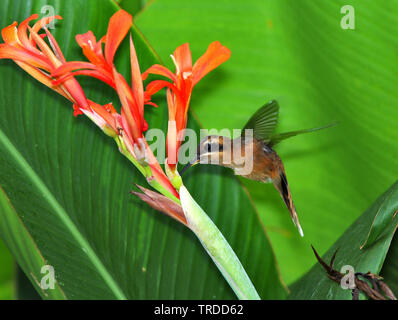 Stripe-throated Einsiedler, Phaethornis striigularis (Phaethornis striigularis), schwebt vor eine orange Blume, Südamerika Stockfoto