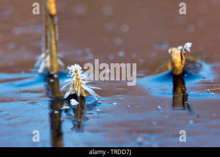 Stiele mit Eiskristalle in gefrorenem Wasser, Niederlande, Overijssel, De Olde Maten Stockfoto