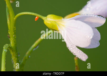 Orange-Tip (Anthocharis cardamines), Ei an eine Blume, Niederlande Stockfoto