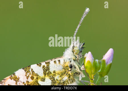 Orange-Tip (Anthocharis cardamines), auf Blumen von Wiesenschaumkraut, Niederlande Stockfoto