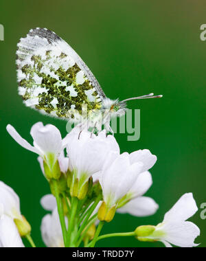 Orange-Tip (Anthocharis cardamines), auf Blumen von Wiesenschaumkraut, Niederlande Stockfoto