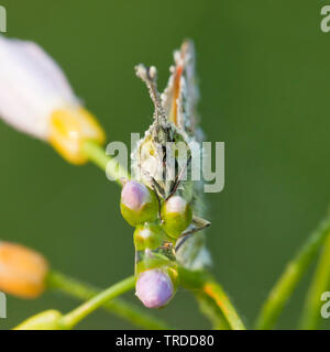 Orange-Tip (Anthocharis cardamines), auf Blumen von Wiesenschaumkraut, Niederlande Stockfoto