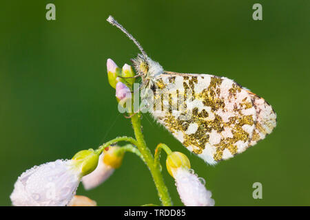 Orange-Tip (Anthocharis cardamines), auf Blumen von Wiesenschaumkraut, Niederlande Stockfoto