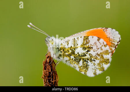 Orange-Tip (Anthocharis cardamines), Segge, Niederlande Stockfoto