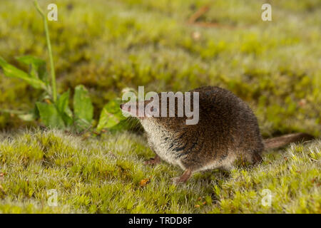 Eurasischen pygmy Spitzmaus, weniger Waldspitzmaus (Sorex Minutus), Nahrungssuche auf Moss, Niederlande Stockfoto