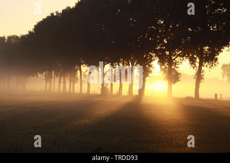 Weide und Reihe von Bäumen mit Bodennebel bei Sonnenaufgang, Niederlande, Reestdal Stockfoto