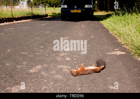 Europäische Eichhörnchen, Eurasischen Eichhörnchen (Sciurus vulgaris), Überschreitung Eichhörnchen auf einer Landstraße, Niederlande Stockfoto