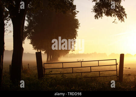 Weide und Reihe von Bäumen mit Bodennebel bei Sonnenaufgang, Niederlande, Reestdal Stockfoto