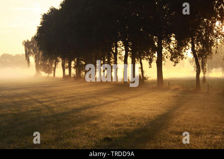 Weide und Reihe von Bäumen mit Bodennebel bei Sonnenaufgang, Niederlande, Reestdal Stockfoto