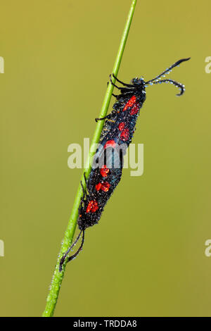 Six-spot Burnet (Zygaena Filipendulae, Anthrocera filipendulae), Frankreich Stockfoto
