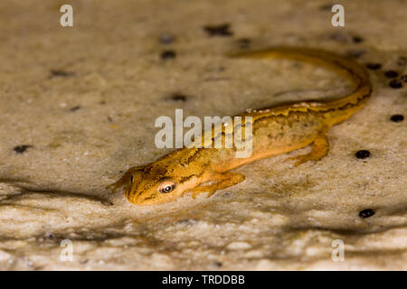 Teichmolch (Triturus vulgaris, Lissotriton vulgaris), auf Sand, Niederlande Stockfoto