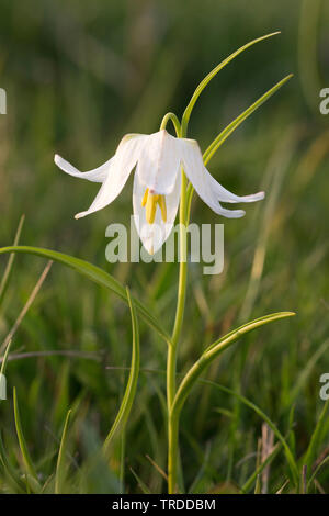 Gemeinsame fritillary, Snakes - Kopf fritillaria (Fritillaria meleagris), mit weißen Blumen, Niederlande Stockfoto