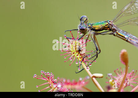 Long-leaved Sonnentau, länglich-leaved Sonnentau, Löffel-leaved Sonnentau (Drosera intermedia), Blatt mit Libelle gefangen, Niederlande Stockfoto