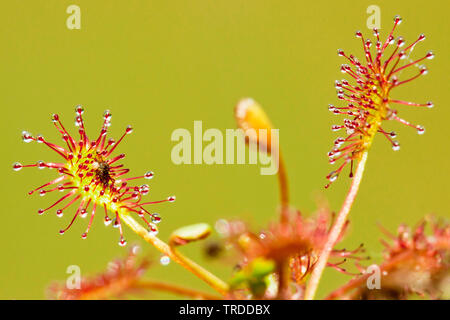 Long-leaved Sonnentau, länglich-leaved Sonnentau, Löffel-leaved Sonnentau (Drosera intermedia), Blätter, Niederlande Stockfoto