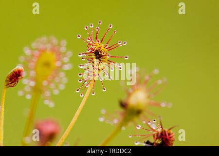 Long-leaved Sonnentau, länglich-leaved Sonnentau, Löffel-leaved Sonnentau (Drosera intermedia), Blätter, Niederlande Stockfoto