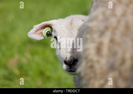 Texel Schafe (Ovis ammon f. Widder), Lamm peering hinter seiner Mutter, Niederlande, Texel Stockfoto