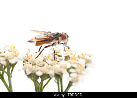 Parasit fliegen (Phasia Hemiptera, Alophora Hemiptera), Achillea, Frankreich, Metropolitan Stockfoto